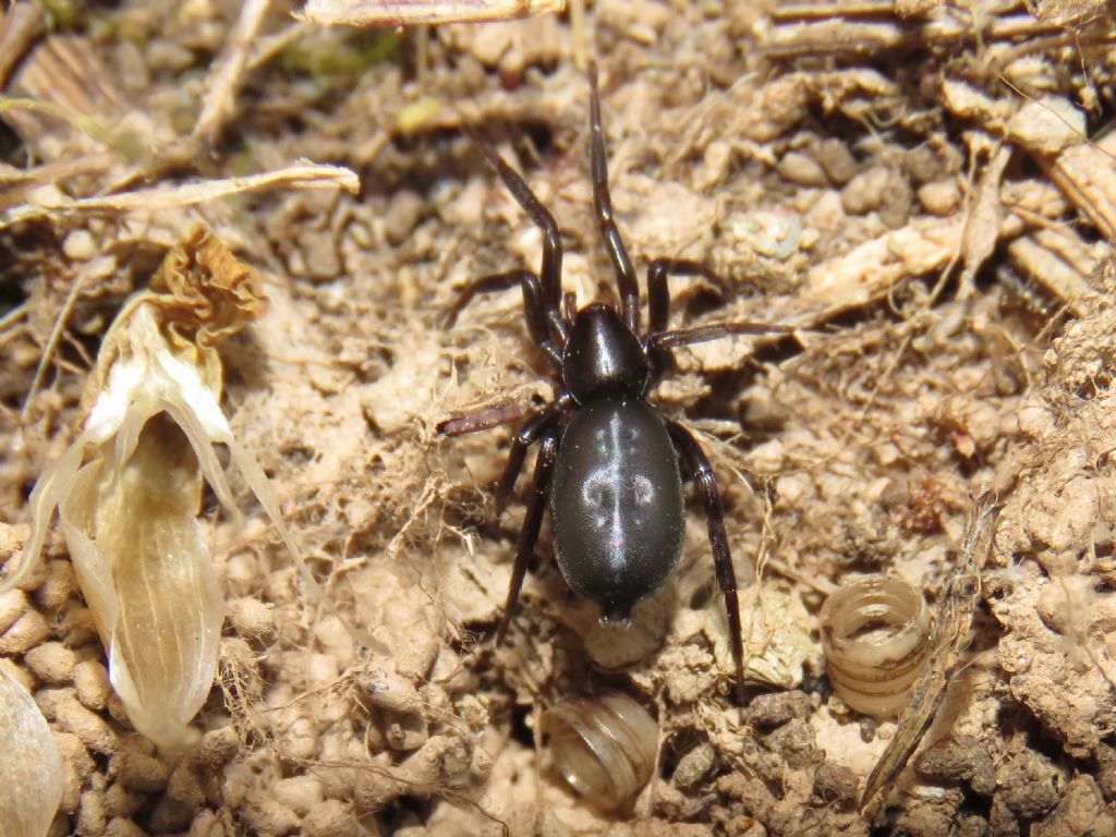 Gnaphosidae ID